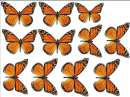 Printed Wafer Paper - Monarch Butterflies